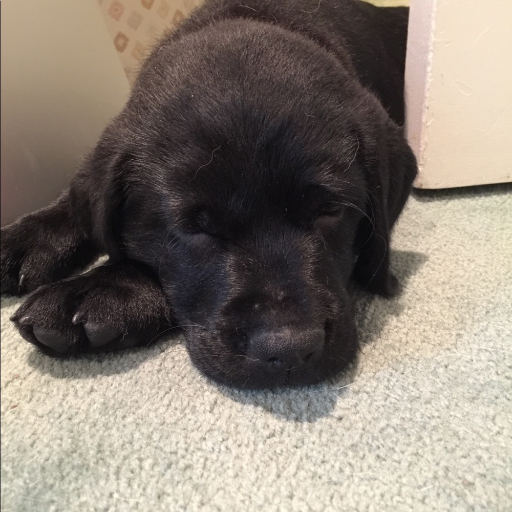 Meet your Posher, Pat